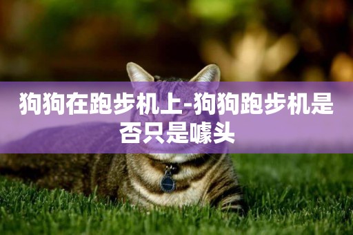 狗狗在跑步機上-狗狗跑步機是否只是噱頭