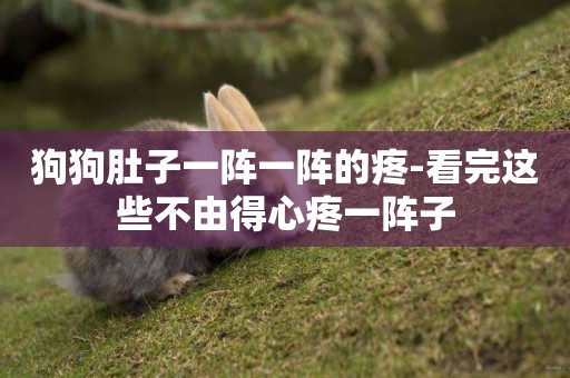 狗狗肚子一陣一陣的疼-看完這些不由得心疼一陣子