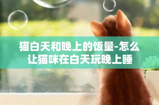 貓白天和晚上的飯量-怎么讓貓咪在白天玩晚上睡