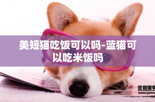 美短貓吃飯可以嗎-藍貓可以吃米飯嗎