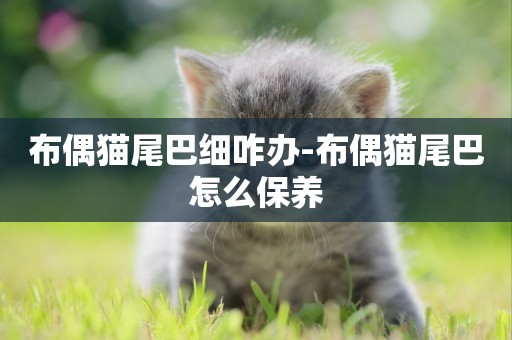 布偶貓尾巴細咋辦-布偶貓尾巴怎么保養