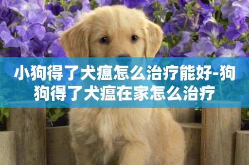 小狗得了犬瘟怎么治療能好-狗狗得了犬瘟在家怎么治療