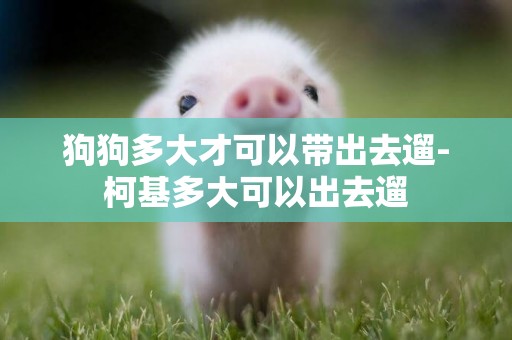 狗狗多大才可以帶出去遛-柯基多大可以出去遛