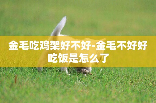 金毛吃雞架好不好-金毛不好好吃飯是怎么了