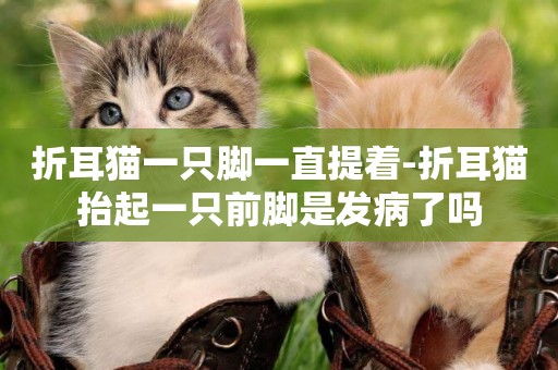 折耳貓一只腳一直提著-折耳貓抬起一只前腳是發病了嗎