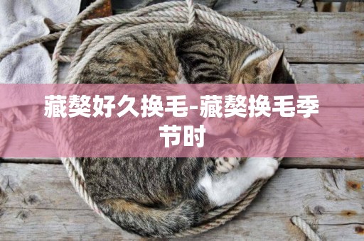 藏獒好久換毛-藏獒換毛季節時