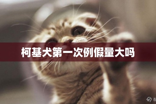 柯基犬第一次例假量大嗎
