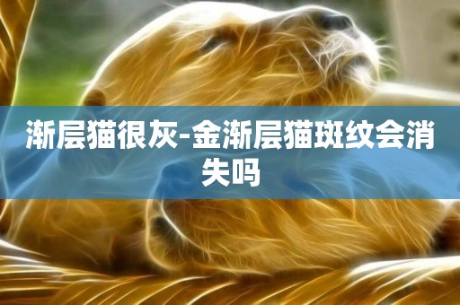 漸層貓很灰-金漸層貓斑紋會消失嗎