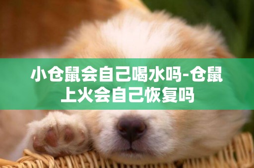 小倉鼠會自己喝水嗎-倉鼠上火會自己恢復嗎