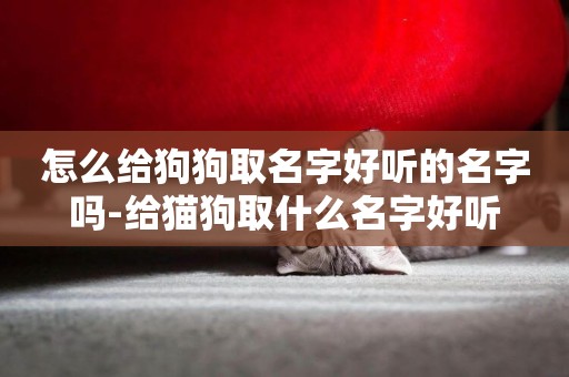 怎么給狗狗取名字好聽的名字嗎-給貓狗取什么名字好聽