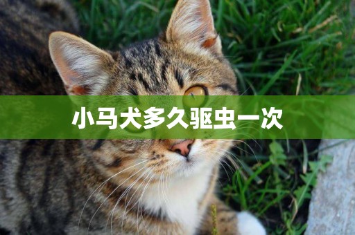 小馬犬多久驅蟲一次