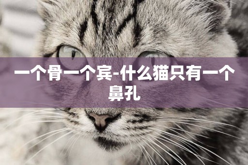 一個骨一個賓-什么貓只有一個鼻孔