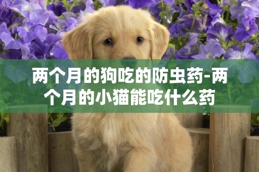 兩個月的狗吃的防蟲藥-兩個月的小貓能吃什么藥