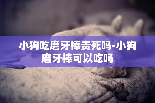 小狗吃磨牙棒貴死嗎-小狗磨牙棒可以吃嗎