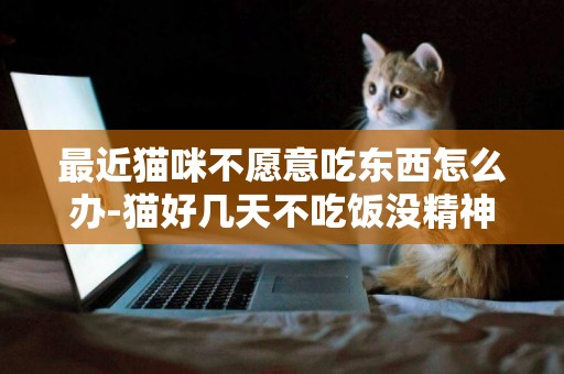 最近貓咪不愿意吃東西怎么辦-貓好幾天不吃飯沒精神怎么辦