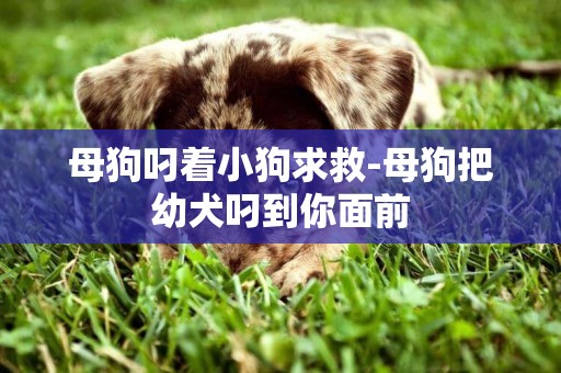 母狗叼著小狗求救-母狗把幼犬叼到你面前