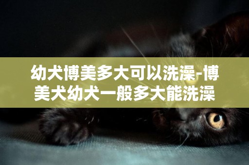 幼犬博美多大可以洗澡-博美犬幼犬一般多大能洗澡