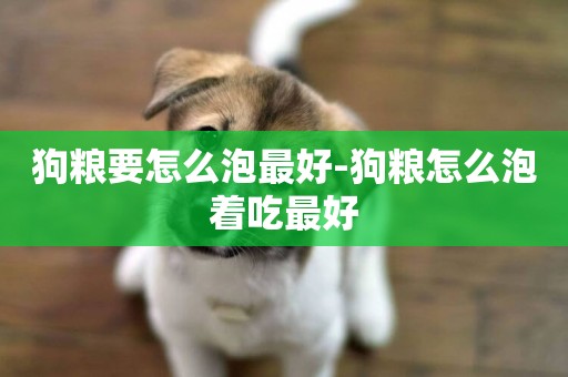 狗糧要怎么泡最好-狗糧怎么泡著吃最好