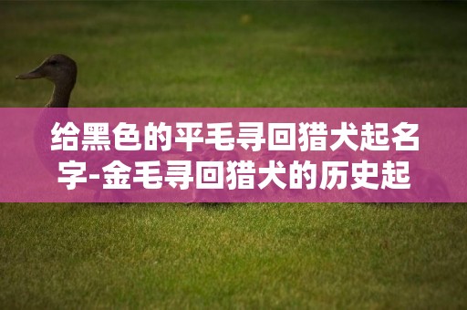 給黑色的平毛尋回獵犬起名字-金毛尋回獵犬的歷史起源故事
