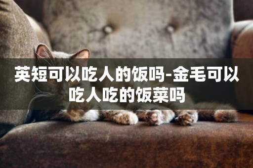 英短可以吃人的飯嗎-金毛可以吃人吃的飯菜嗎