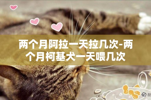 兩個月阿拉一天拉幾次-兩個月柯基犬一天喂幾次