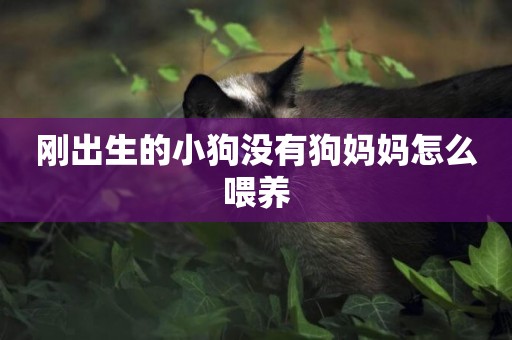 剛出生的小狗沒有狗媽媽怎么喂養