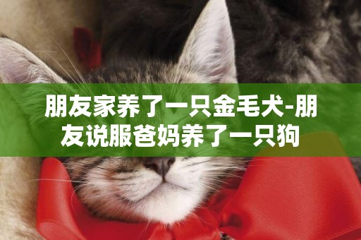 朋友家養了一只金毛犬-朋友說服爸媽養了一只狗