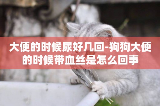 大便的時候尿好幾回-狗狗大便的時候帶血絲是怎么回事