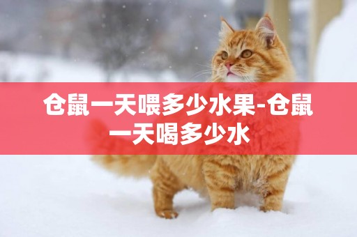 倉鼠一天喂多少水果-倉鼠一天喝多少水