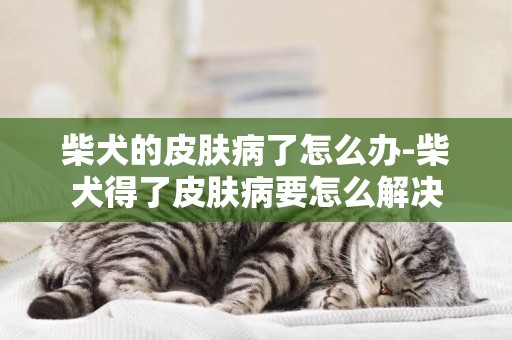 柴犬的皮膚病了怎么辦-柴犬得了皮膚病要怎么解決