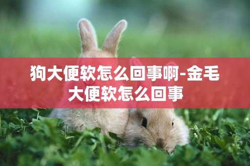 狗大便軟怎么回事啊-金毛大便軟怎么回事