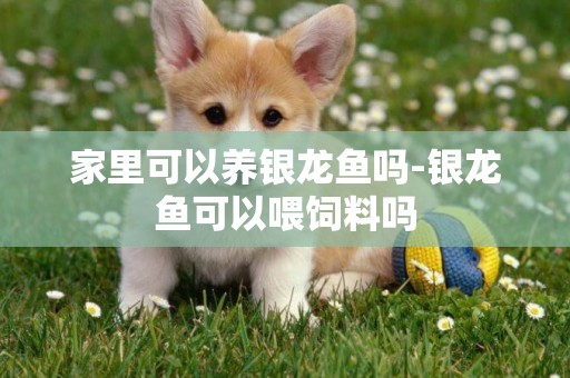 家里可以養銀龍魚嗎-銀龍魚可以喂飼料嗎