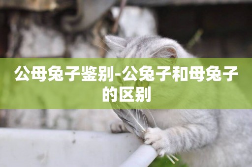 公母兔子鑒別-公兔子和母兔子的區別