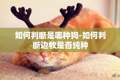 如何判斷是哪種狗-如何判斷邊牧是否純種