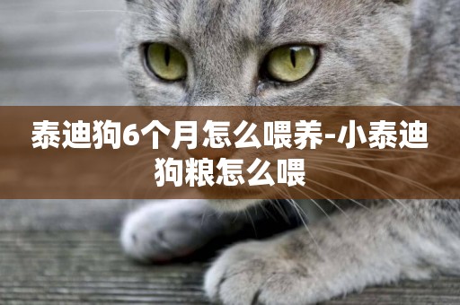 泰迪狗6個月怎么喂養-小泰迪狗糧怎么喂