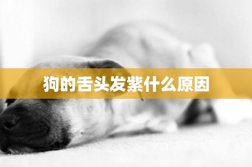 狗的舌頭發紫什么原因