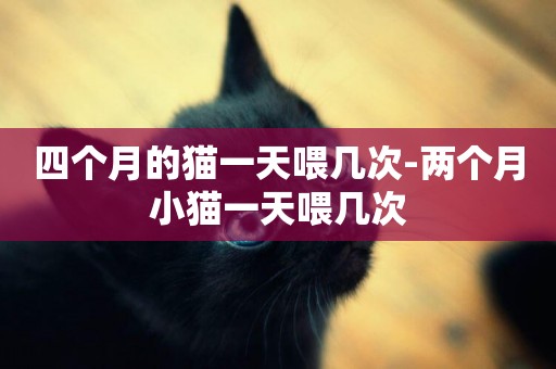四個月的貓一天喂幾次-兩個月小貓一天喂幾次