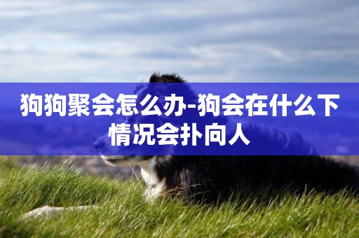 狗狗聚會怎么辦-狗會在什么下情況會撲向人