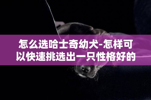 怎么選哈士奇幼犬-怎樣可以快速挑選出一只性格好的哈士奇幼犬