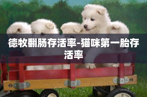 德牧翻腸存活率-貓咪第一胎存活率
