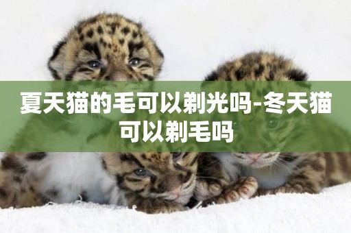 夏天貓的毛可以剃光嗎-冬天貓可以剃毛嗎