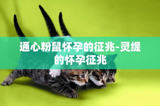 通心粉鼠懷孕的征兆-靈緹的懷孕征兆