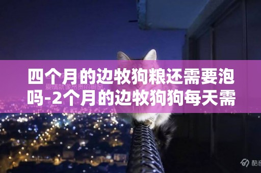 四個月的邊牧狗糧還需要泡嗎-2個月的邊牧狗狗每天需要喂多少狗糧