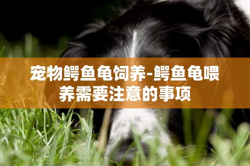 寵物鱷魚龜飼養-鱷魚龜喂養需要注意的事項