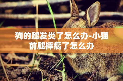 狗的腿發炎了怎么辦-小貓前腿摔瘸了怎么辦