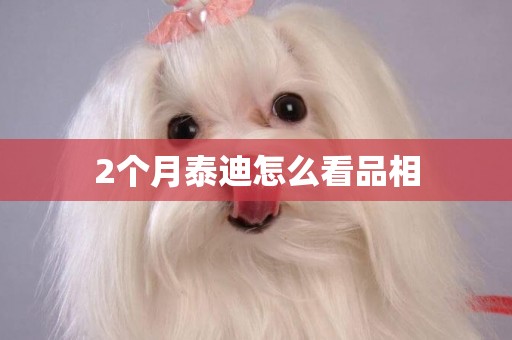 2個月泰迪怎么看品相