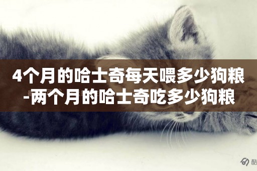 4個月的哈士奇每天喂多少狗糧-兩個月的哈士奇吃多少狗糧