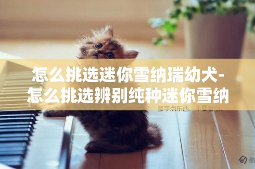 怎么挑選迷你雪納瑞幼犬-怎么挑選辨別純種迷你雪納瑞