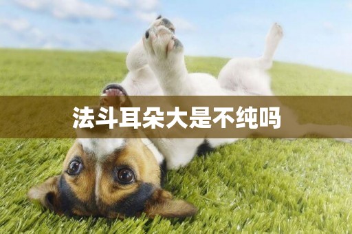 法斗耳朵大是不純嗎