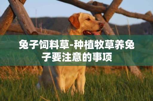 兔子飼料草-種植牧草養兔子要注意的事項